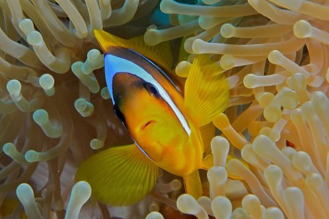 Red sea anemonefish (Amphiprion bicinctus)
