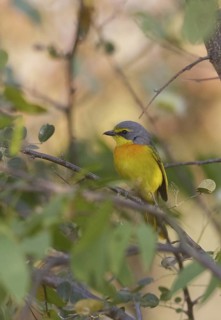 Orange-breasted Bushshrike (Chlorophoneus sulfureopectus), Chobe, Botswana