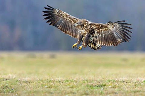 White-tailed eagle, hawk family, animals, birds, birds of prey, (Haliaeetus albicilla), biotope,