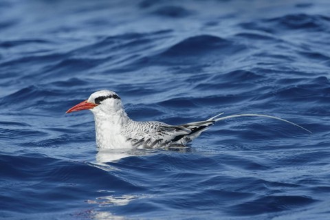 Red-billed Tropicbird (Phaethon aethereus), California, USA