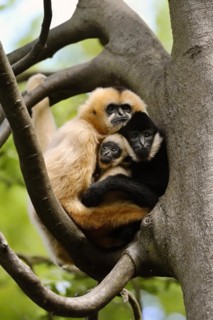 Northern white-cheeked gibbon (Nomascus leucogenys), male and female with young, captive, occurring