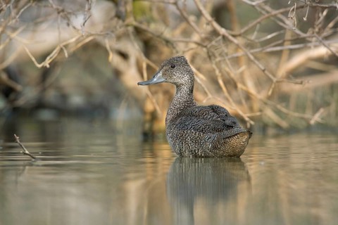 Freckled Duck (Stictonetta naevosa) female, Victoria, Australia