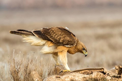 Bonelli's Eagle (Aquila fasciata) juvenile, Castile-La Mancha, Spain