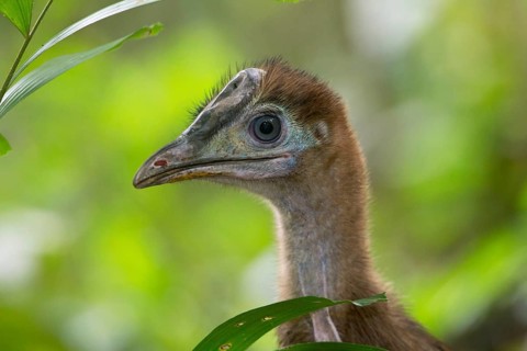 Southern Cassowary (Casuarius casuarius) juvenile, Queensland, Australia