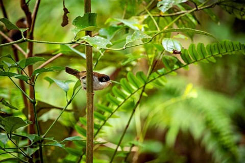 A bird sits quietly on a thin branch surrounded by green vegetation in the forest, A Hooded Pygmy