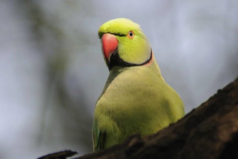 Rose-ringed Parakeet (Psittacula krameri), Keoladeo National Park, India