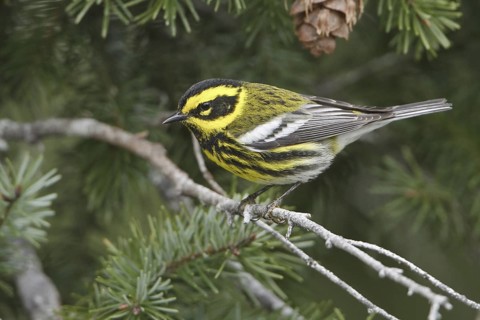 Townsend's Warbler (Setophaga townsendi), British Columbia, Canada