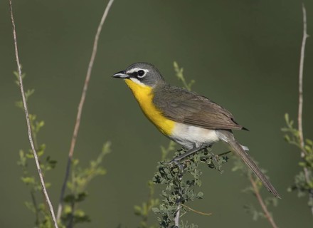 Yellow-breasted Chat (Icteria virens), Arizona, USA