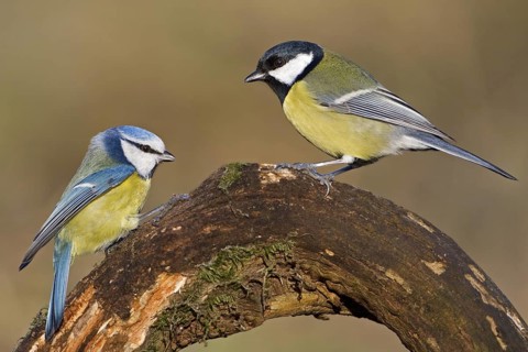 Eurasian Blue Tit & Great Tit (Cyanistes caeruleus & Parus major), Saxony-Anhalt, Germany