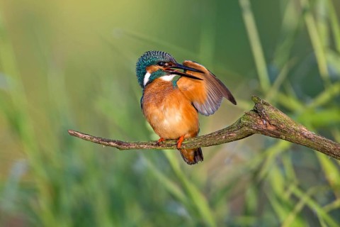 Common Kingfisher (Alcedo atthis) male preening, Saxony-Anhalt, Germany