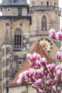 Magnolia blossom in Stuttgart. Magnolias (Magnolia) bloom in spring on Schlossplatz in front of the
