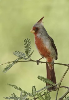 Pyrrhuloxia (Cardinalis sinuatus) male, Arizona, USA