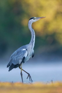 Grey Heron (Ardea cinerea), North Rhine-Westphalia, Germany