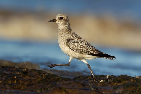 Grey plover (Pluvialis squatarola) adult wading bird in winter plumage running on rocks on a