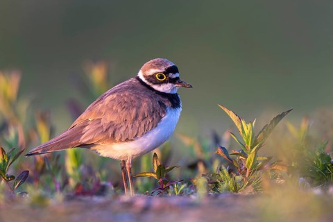 Little Ringed Plover (Charadrius dubius), North Rhine-Westphalia, Germany