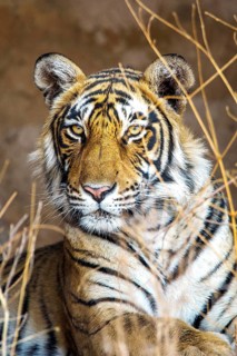 Bengal tiger (Panthera tigris tigris), tigress Mutschili, National Park, Radjasthan, India