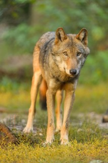 Wolf (Canis lupus), at sunrise in forest, summer, Germany