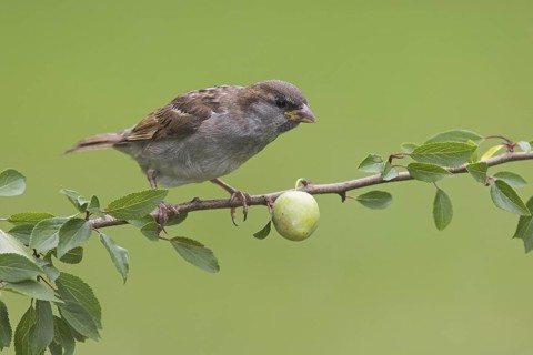House Sparrow (Passer domesticus) male, Berlin, Germany