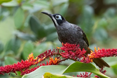 Belford's Melidectes (Melidectes belfordi) perched on a branch in Papua New Guinea