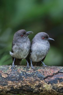 Long-tailed Sibia (Heterophasia picaoides) pair, Malaysia