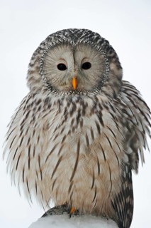 Ural owl (Strix uralensis) in winter, Bavarian Forest, Germany