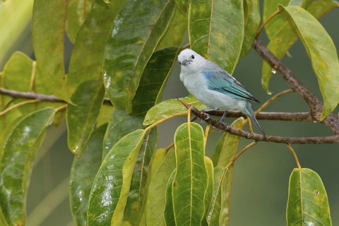 Blue-grey Tanager (Thraupis episcopus), Costa Rica