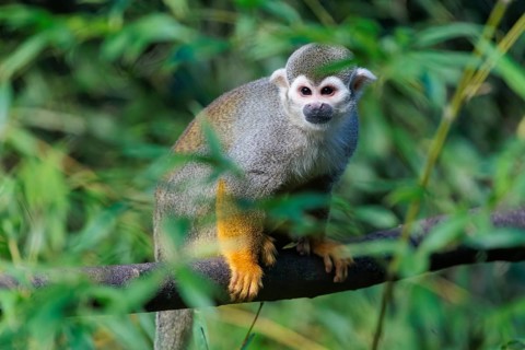 A Central American squirrel monkey (Saimiri oerstedii) looks for food in a green bush. Costa Rica,