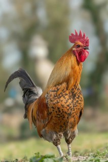 Cock in a farm in the countryside. Lower Rhine, Alsace, France