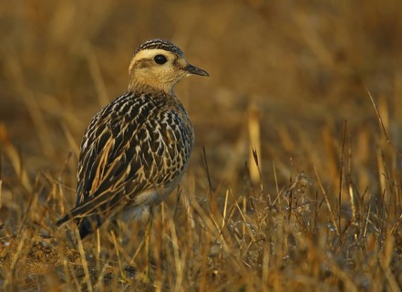 Eurasian Dotterel (Charadrius morinellus), Cabo Espichel, Portugal