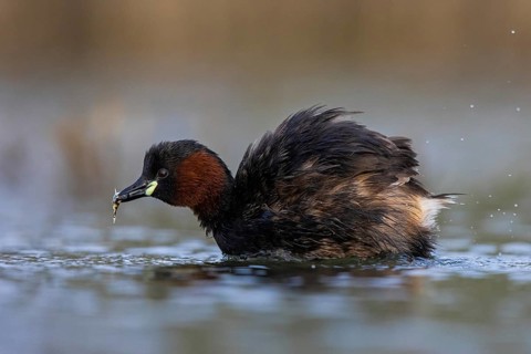 Little Grebe (Tachybaptus ruficollis) with fish prey in its beak, North Rhine-Westphalia, Germany