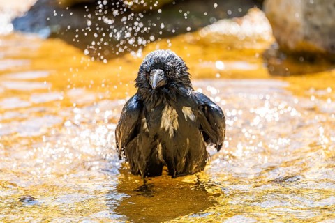 Carrion crow (Corvus corone) taking a bath, washing its feathers, Bavaria, Germany