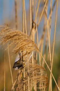 Little Bittern (Ixobrychus minutus) male, Greece