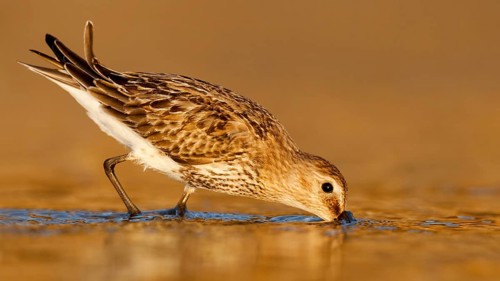 Dunlin (Calidris alpina) foraging, Asturias, Spain