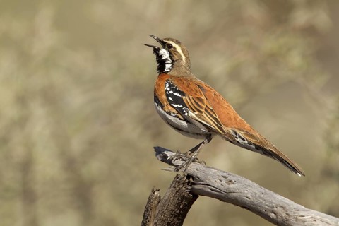 Chestnut-breasted Quail-thrush (Cinclosoma castaneothorax) sining male, Queensland, Australia