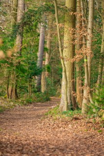 Forest path covered with foliage, lined with trees, quiet and idyllic atmosphere, Calw, Black