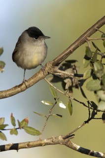 Eurasian Blackcap (Sylvia atricapilla) male, Castile-La Mancha, Spain