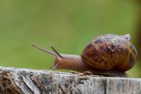 Close-up image of a snail with a brown shell moving on a rugged wooden surface, set against a soft