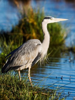 Grey Heron, Ardea cinerea, bird in winter on marshes in winter