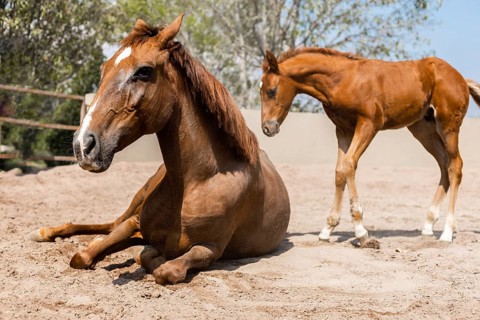 A young foal stands beside a resting adult horse on a sunny day in a sandy paddock. The foal