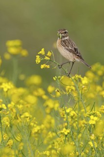 European Stonechat (Saxicola rubicola) female, Lower Saxony, Germany