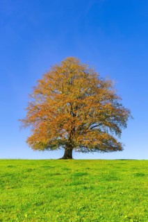 A solitary tree in full autumn splendour rises in a meadow under a clear sky, copper beech (Fagus