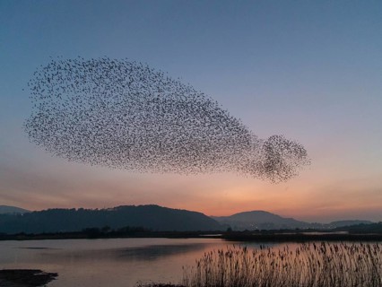 Common Starling (Sturnus vulgaris) huge flock flying in formation, Wales, United Kingdom