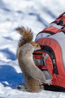 Eastern gray squirrel (sciurus carolinensis) in search of food in a backpack, Montreal botanical