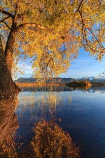 Autumn coloured trees, mountains, lake, reflection, evening light, sunny, Staffelsee, Alpine