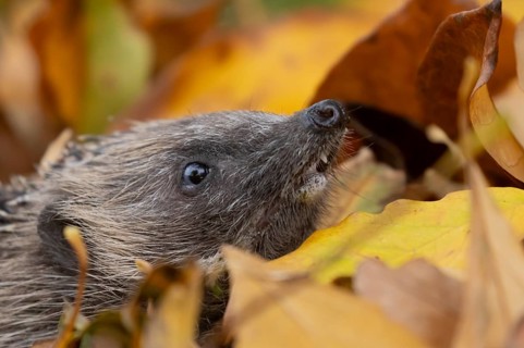 European hedgehog (Erinaceus europaeus) adult animal amongst fallen autumn leaves, England, United