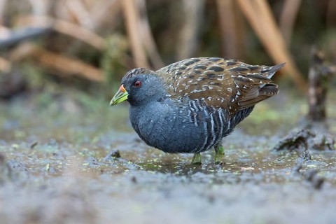 Australian Crake (Porzana fluminea) foraging, Victoria, Australia