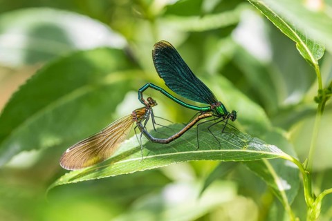 Blue-winged damselfly (Calopteryx virgo) during copulation, Dillendorf Liederbach,