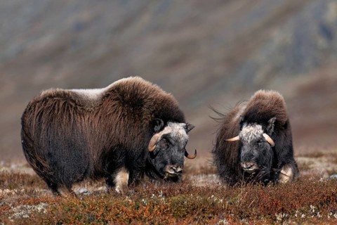The size of the horns on these two subadult musk oxen (Ovibos moschatus) is impressive, autumn,