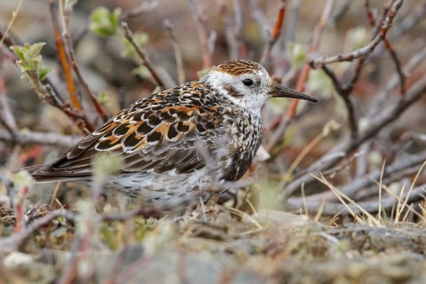 Rock Sandpiper (Calidris ptilocnemis) perched on the tundra in Nome, Alaska