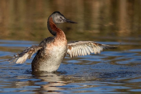 Great Grebe (Podiceps major) flapping, Santiago Metropolitan, Chile